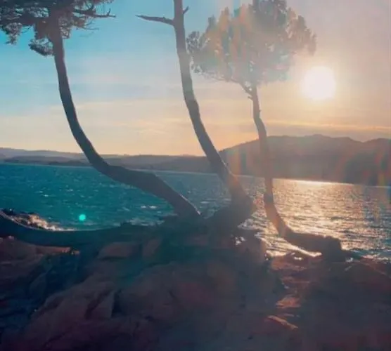 Kamp alanı Palombaggia Location I Pini Vecchio